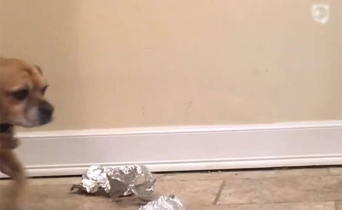 Guy “Sculpts” Dog’s Face In Less Than 1 Minute