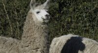 How llamas could change the way we treat schizophrenia