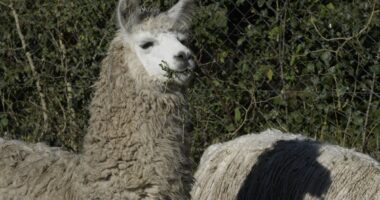 How llamas could change the way we treat schizophrenia