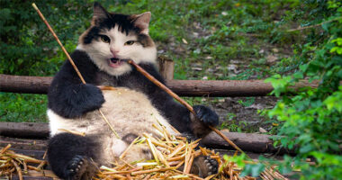 “I Have Been Photoshopping My Cats For The Past Few Years. Have Things Gone Too Far?” (26 Pics)