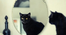 I Photograph My Cats Looking At Mirrors