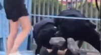 Shocking footage showed one officer punching a protester several times as police wrestled him to the ground
