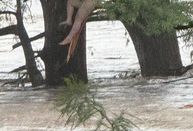 The unidentified girl was reportedly swept up for 12 miles before finding refuge in a tree
