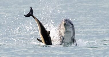 Pictured: Anakin is seen throwing a dolphin into the air off the coast of Cardigan Bay, Wales