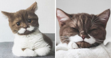 Meet Gringo, The Cat Who Mustached His Way Into Our Hearts