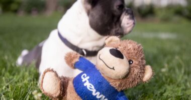 Pets adopted during the pandemic are getting older. Chewy’s expansion into this business stands to benefit.