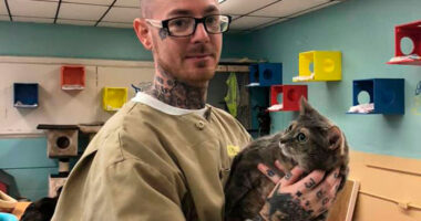 Prison In Indiana Accepts Shelter Cats And They Change Prisoners