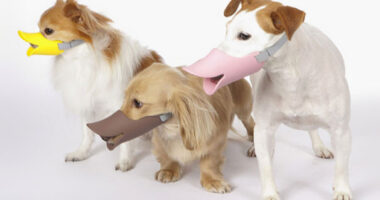 Quack: A Duck-Billed Protective Muzzle For Dogs