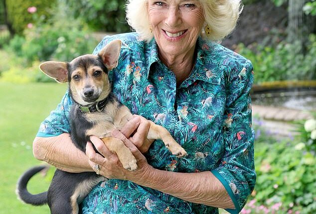 An adorable image of Queen Camilla (pictured) cuddling her rescue dog has been released by the Royal Family , following her trip to Battersea Dogs' and Cats' Home on Monday