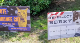 Race for mayor in Massachusetts goes off leash as seat held by a cat is hijacked by dog, parrot and tortoise candidates