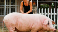 Rescued Pig Living The Good Life In Vietnam