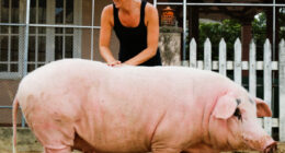 Rescued Pig Living The Good Life In Vietnam