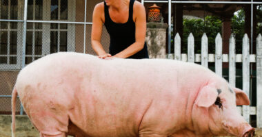 Rescued Pig Living The Good Life In Vietnam