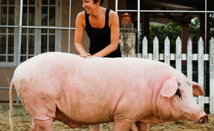 Rescued Pig Living The Good Life In Vietnam