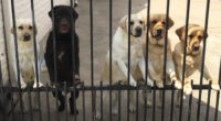 Secret Camera Captures What The New Mailman Does With Family’s Dogs When They’re Gone
