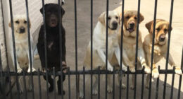 Secret Camera Captures What The New Mailman Does With Family’s Dogs When They’re Gone