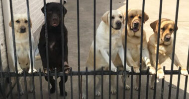 Secret Camera Captures What The New Mailman Does With Family’s Dogs When They’re Gone