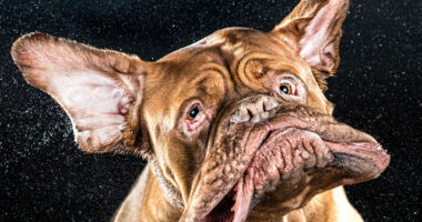 Shake: Slow Motion Photos Of Dogs Shaking Their Heads Published As Book
