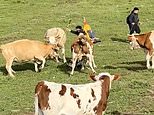 Shocking moment helpless hiker is viciously trampled by raging herd of cows after 'taunting one with walking stick' on Chinese hillside