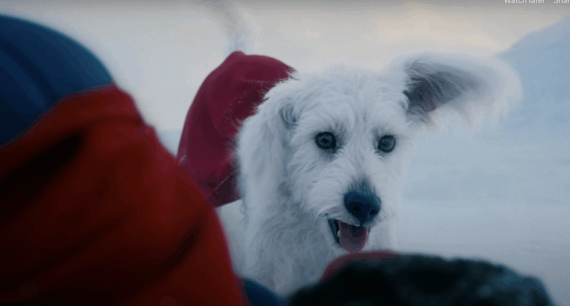 Superman's Use of Krypto Proves James Gunn is the Superhero Movie Auteur of Our Time