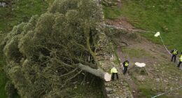 Sycamore Gap vandals to be sentenced over 'moronic' felling of historic tree they filmed themselves chopping down: Live updates