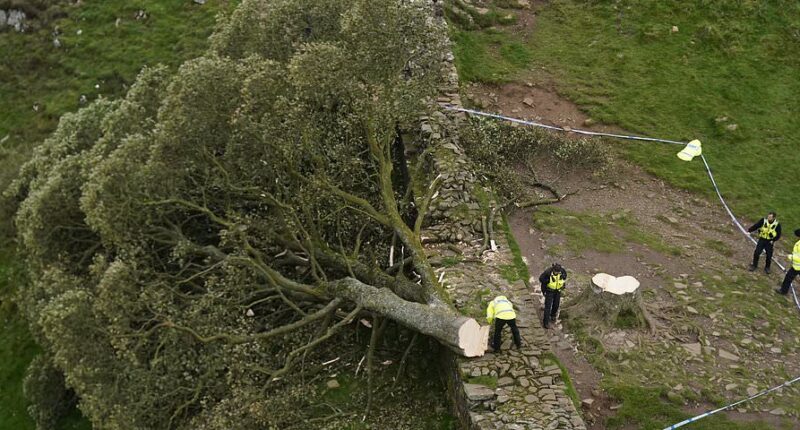 Sycamore Gap vandals to be sentenced over 'moronic' felling of historic tree they filmed themselves chopping down: Live updates
