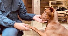 The hidden message Oasis shared with fans REVEALED as band include deeply personal tribute to Liam's dog Buttons during reunion tour