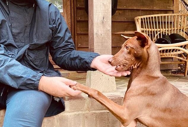 The hidden message Oasis shared with fans REVEALED as band include deeply personal tribute to Liam's dog Buttons during reunion tour