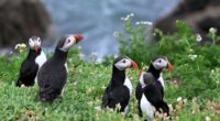 The little-known island off the coast of Ireland that’s home to a growing puffin colony