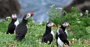 The little-known island off the coast of Ireland that’s home to a growing puffin colony