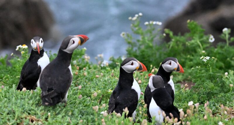 The little-known island off the coast of Ireland that’s home to a growing puffin colony