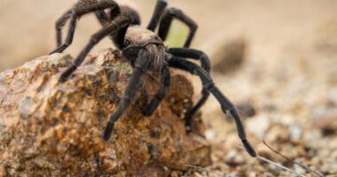 The tarantula invasion has begun! Here’s where you’ll need to watch your step