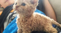 These Curly Cats Who All Descended From One Shelter Kitty Are Taking Internet By Storm
