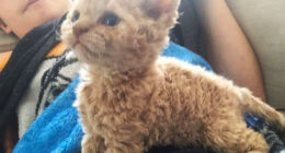 These Curly Cats Who All Descended From One Shelter Kitty Are Taking Internet By Storm
