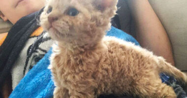 These Curly Cats Who All Descended From One Shelter Kitty Are Taking Internet By Storm