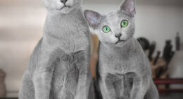 These Gorgeous Russian Blue Cats Have The Most Mesmerizing Eyes