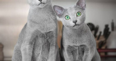 These Gorgeous Russian Blue Cats Have The Most Mesmerizing Eyes