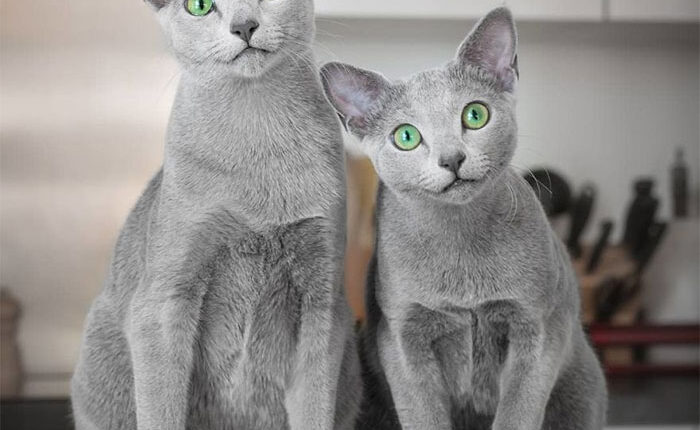 These Gorgeous Russian Blue Cats Have The Most Mesmerizing Eyes