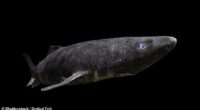 The Greenland shark can live up to 500 years