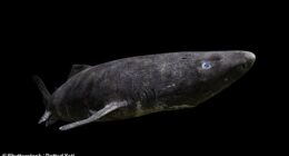 The Greenland shark can live up to 500 years