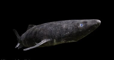 The Greenland shark can live up to 500 years