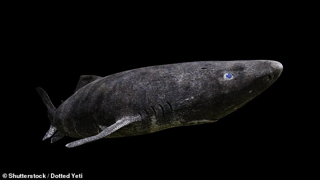 The Greenland shark can live up to 500 years