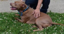 This 9-Year-Old Boy Dressed for Success to Adopt His New Best Friend – RedState