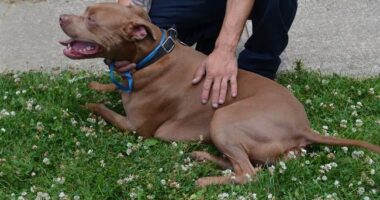 This 9-Year-Old Boy Dressed for Success to Adopt His New Best Friend – RedState