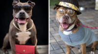 This Shelter Dressed Up Elderly Cats And Dogs As If They Were Senior Citizens For An Adoption Photoshoot (37 Pics)