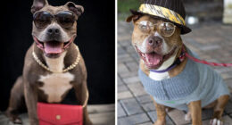 This Shelter Dressed Up Elderly Cats And Dogs As If They Were Senior Citizens For An Adoption Photoshoot (37 Pics)