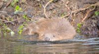 This animal could be the key to drought prevention