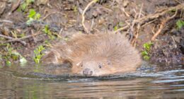 This animal could be the key to drought prevention