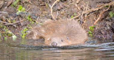 This animal could be the key to drought prevention