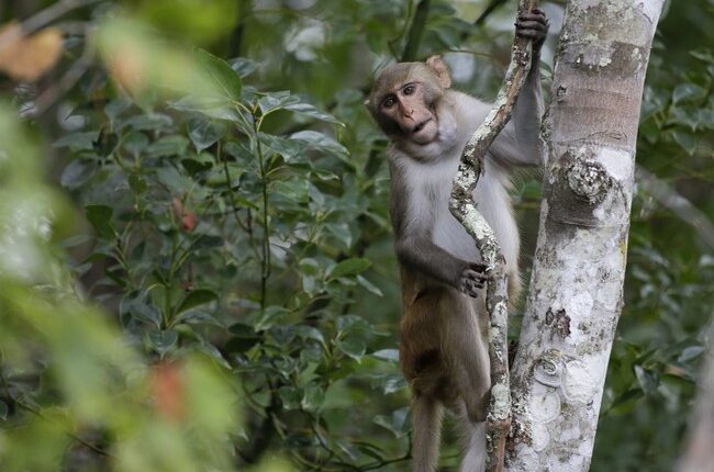 Too Much Monkey Business – HotAir